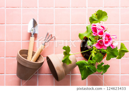 Pink geranium flower 124623433