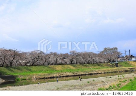 Shinonome Park, famous for its cherry blossoms, Mibu Town, Tochigi Prefecture 124623436