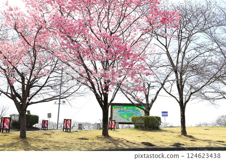 櫻花名勝東雲公園/栃木縣壬生町 124623438