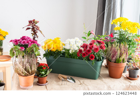 Planting chrysanthemums, heather, and other fall flowers in pots adds natural beauty and color to your balcony or terrace, enhancing your outdoor decor for the season 124623448