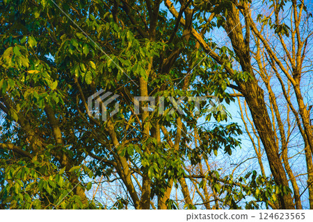 Everyday tree scenery Everyday tree scenery 124623565