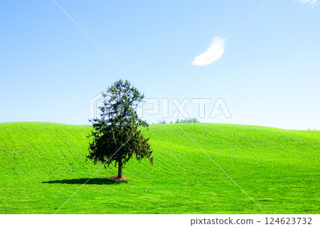 Spring Come Tree in Hachimangaoka, Furano, Hokkaido Spring Come Tree in Hachimangaoka, Furano, Hokkaido 124623732
