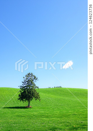 北海道富良野市八幡丘的春樹 北海道富良野市八幡丘的春樹 124623736