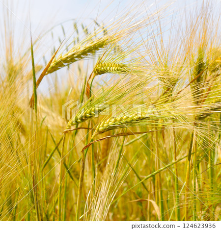 wheat field and blue sky. 124623936
