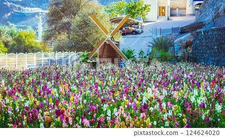 The boundless field, blooming colorful garden buttercups. The magnificent garden buttercups 124624020
