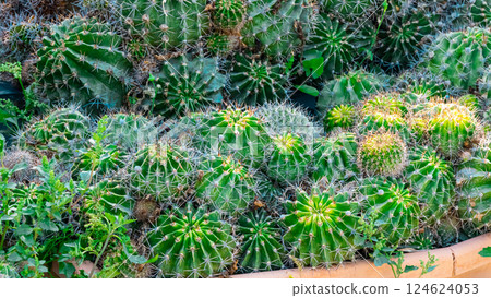 Plants and cactus in garden 124624053