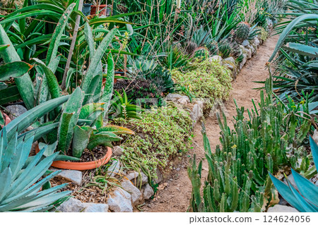 Garden wheelbarrow plants 124624056