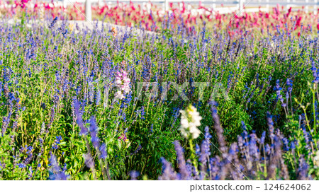 Wild flowers in a sunny spring day 124624062