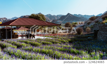 Wild flowers in a sunny spring day Wild flowers in a sunny spring day 124624065
