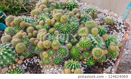 Garden wheelbarrow plants 124624069