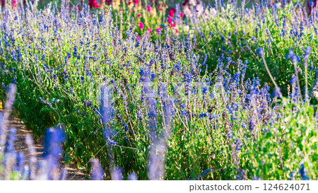 The boundless field, blooming colorful garden buttercups. The magnificent garden buttercups 124624071