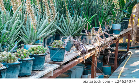 Plants and cactus in garden Plants and cactus in garden 124624074