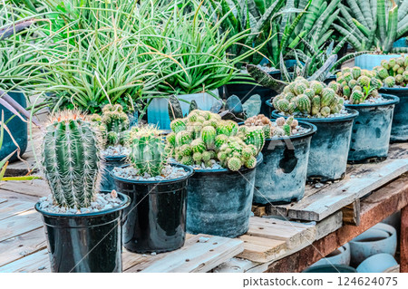 Plants and cactus in garden 124624075