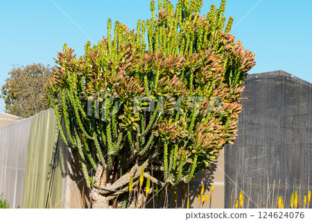 Garden wheelbarrow plants Garden wheelbarrow plants 124624076