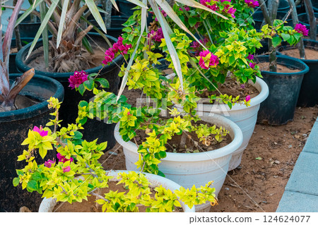 Plants and cactus in garden 124624077