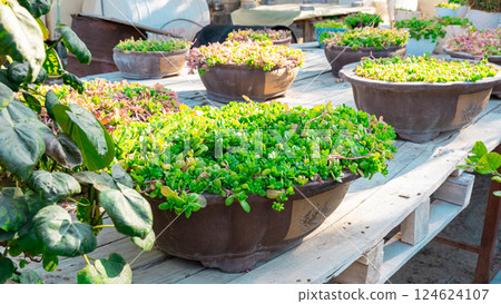 Garden wheelbarrow plants Garden wheelbarrow plants 124624107