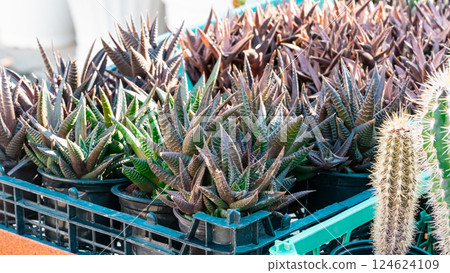 Plants and cactus in garden Plants and cactus in garden 124624109