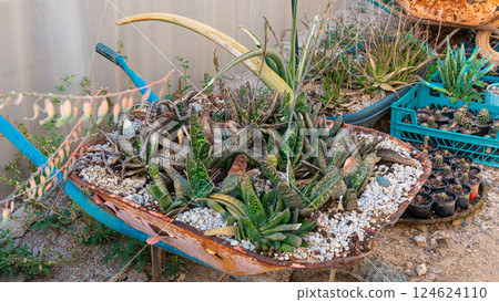 Garden wheelbarrow plants Garden wheelbarrow plants 124624110