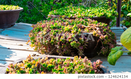 Garden wheelbarrow plants Garden wheelbarrow plants 124624134