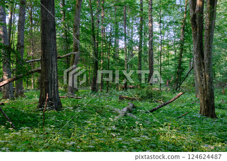 Rich deciduous forest stand with hornbeam trees in springtime Rich deciduous forest stand with hornbeam trees in springtime 124624487