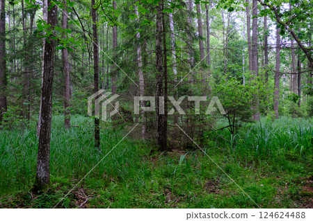 Rich deciduous forest with alder trees Rich deciduous forest with alder trees 124624488