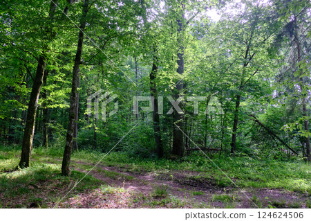 Summertime old growth forest wit some broken trees 124624506