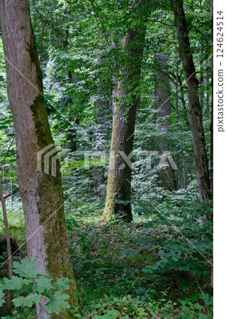 Moss wrapped part of broken hornbeam lying 124624514