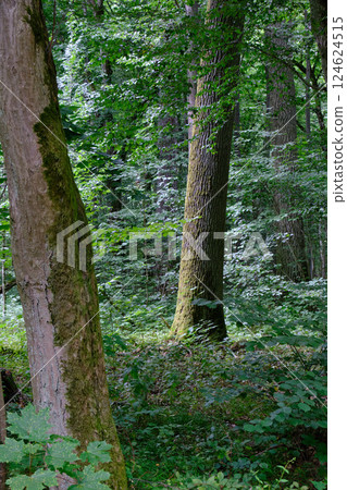 Moss wrapped part of broken hornbeam lying 124624515