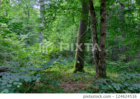 Moss wrapped part of broken hornbeam lying 124624516