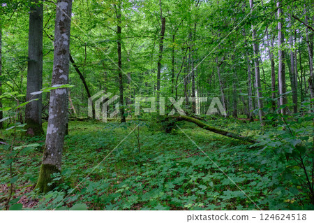 Moss wrapped part of broken hornbeam lying 124624518