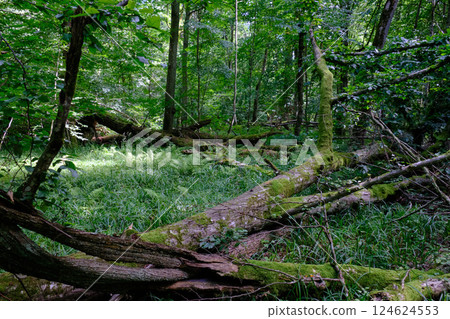 Moss wrapped part of broken hornbeam lying 124624553