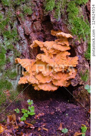 Old giant Sulphur Shelf fungus 124624554