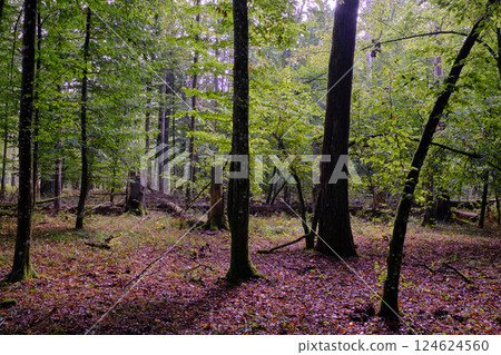 Summertime deciduous forest with broken old trees Summertime deciduous forest with broken old trees 124624560