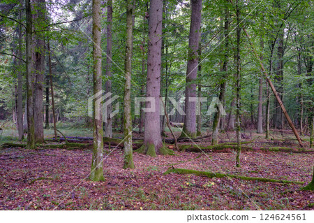 Summertime deciduous forest with broken old trees 124624561