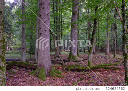 Summertime deciduous forest with broken old trees Summertime deciduous forest with broken old trees 124624562