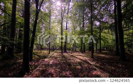 Summertime deciduous forest with broken old trees Summertime deciduous forest with broken old trees 124624565