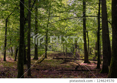 Summertime deciduous forest with broken old trees Summertime deciduous forest with broken old trees 124624570
