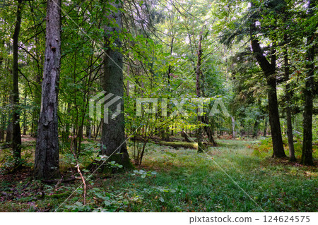Summertime deciduous forest with broken old trees 124624575
