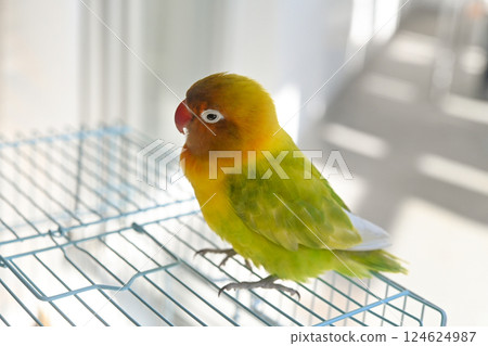 按鈕軟木塞 按鈕軟木塞 124624987