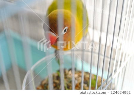 按鈕軟木塞 124624991