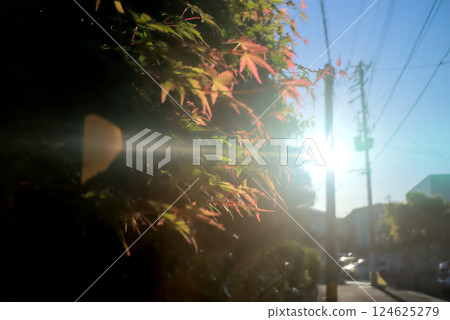 Early autumn leaves and sunlight Early autumn leaves and sunlight 124625279