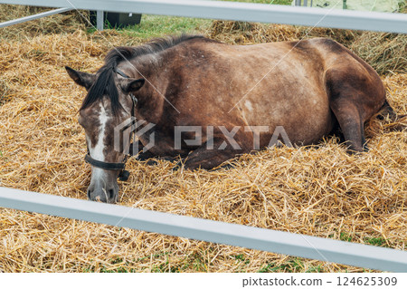 Portraits of Arabian stallions. Horses in a stall 124625309