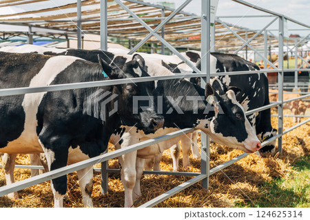 Close-up portrait of a young Holstein cow 124625314