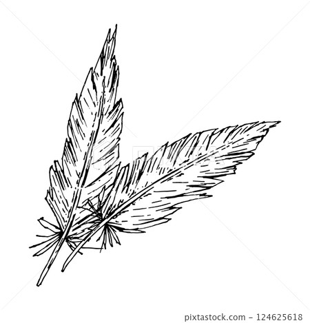Two detailed hand drawn feathers in ink sketch style. Ideal for boho wedding designs, farm-themed prints, textiles, tribal decor, dreamcatchers, Native American crafts, and rustic stationery projects. Two detailed hand drawn feathers in ink sketch style. Ideal for boho wedding designs, farm-themed prints, textiles, tribal decor, dreamcatchers, Native American crafts, and rustic stationery projects. 124625618