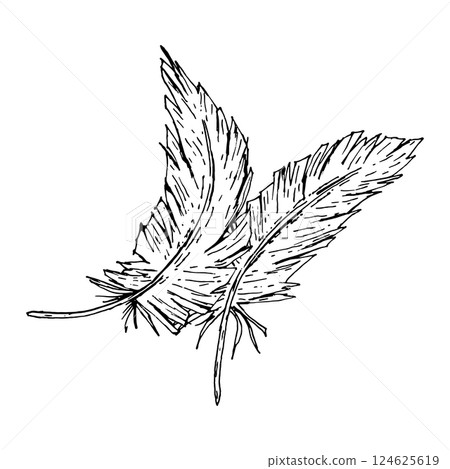 Two hand drawn feathers in monochrome ink style. Suitable for wedding invitations, rustic branding, textile patterns, spring celebration prints, farm-inspired graphics, and poetic stationery design. Two hand drawn feathers in monochrome ink style. Suitable for wedding invitations, rustic branding, textile patterns, spring celebration prints, farm-inspired graphics, and poetic stationery design. 124625619