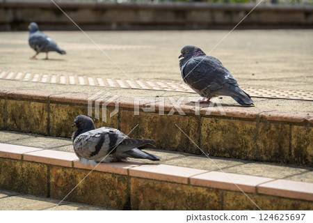 A scene with a pigeon A scene with a pigeon 124625697