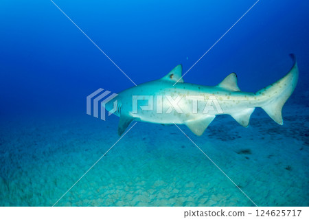 Grey Shark, Ogasawara, Tokyo 124625717