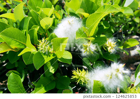 Fluffy willow fluff from the mountain willow 124625853