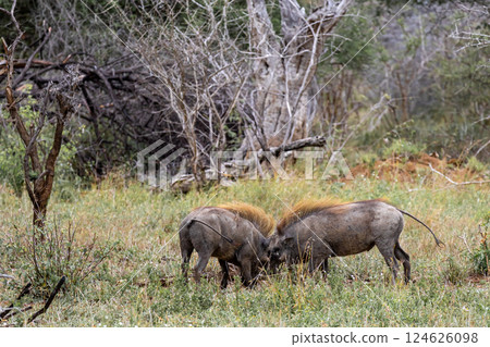 Two common warthogs are butting heads Two common warthogs are butting heads 124626098