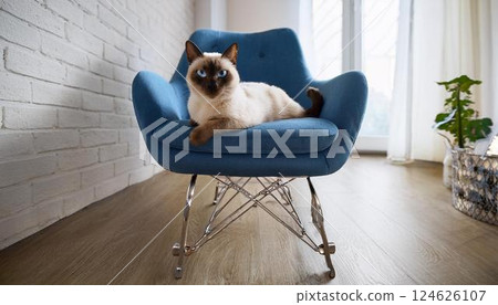 Siamese cat relaxing in a modern designer chair 124626107